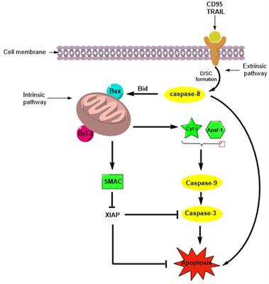 Dual-targeting peptides@PMO, a mimetic to the pro-apoptotic protein Smac/DIABLO for selective activation of apoptosis in cancer cells